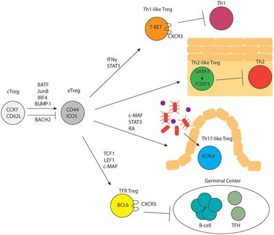 Phenotypic and Functional Diversity in Regulatory T Cells